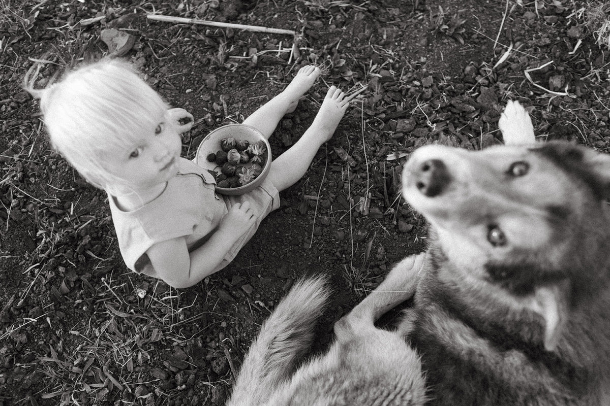 Wolf Pup Plate
